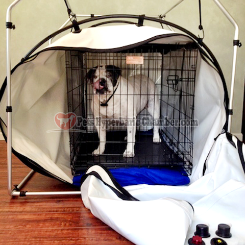 Hyperbaric Chamber for Pets